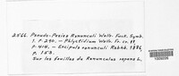 Pseudopeziza ranunculi image